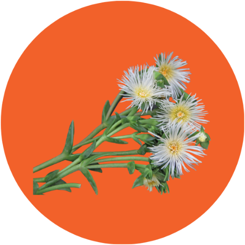 Zembrin ingredient circle Zembrin ingredient circle